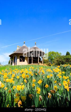 Reetgedeckte Schweizer Hütte mit Dafodils, Schweizer Garten, Alter Warden Shuttleworth Anwesen. Bedfordshire, England Stockfoto
