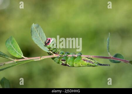 Puss Moth; Cerura vinula; Larve auf Willow; Großbritannien Stockfoto