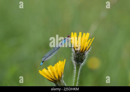 Red Eyed Damselfly; Erythromma najas; Grooming; Großbritannien Stockfoto