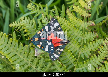 Scharlachrote Tiger Moth; Callimorpha dominula; Paar männlich und weiblich; Großbritannien Stockfoto