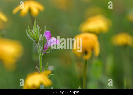 Weaselsnout; Misopates orontium; Blütezeit; Großbritannien Stockfoto