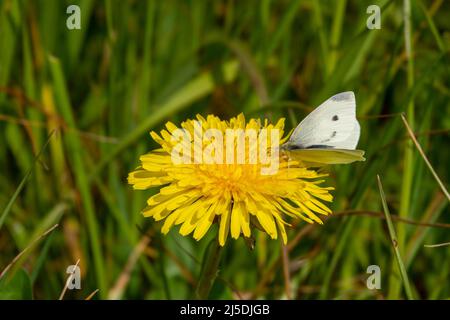 Der kleine weiße Schmetterling, auch bekannt als der Weißkohlkopf, der auf einer Dohlen-Blüte ruht Stockfoto
