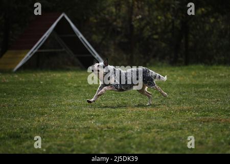 Der blaue australische Heeler läuft im Park schnell über das Feld und hat Spaß im Freien. Aktive energische Schäferrasse von mittelgroßen Hunden in Bewegung. Stockfoto