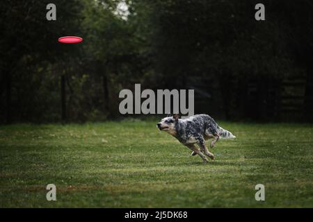 Hundefrisbee. Der australische Heiler läuft schnell durch ein Feld mit grünem Gras und jagt eine fliegende Untertasse. Das Tier versucht, die Scheibe mit seiner zu fangen Stockfoto