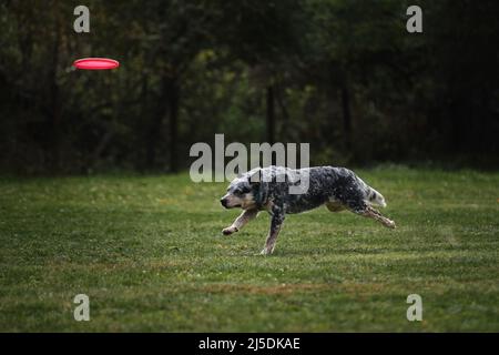 Hundefrisbee. Der australische Heiler läuft schnell durch ein Feld mit grünem Gras und jagt eine fliegende Untertasse. Das Tier versucht, die Scheibe mit seiner zu fangen Stockfoto