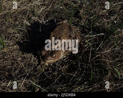 Eine männliche Kröte reitet auf einer weiblichen Kröte schweinlich zurück, perfektes Kalenderfoto. Stockfoto