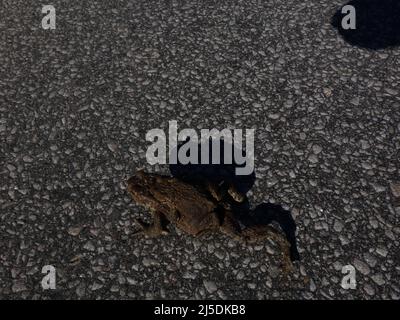 Ein Krötenpaar, bei dem das Männchen auf dem Rücken des Weibchens sitzt, das die Straße zum Teich überquert und dann dort die Paarung abschließt. Stockfoto