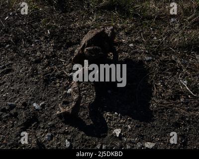 Die männliche Kröte reitet auf dem Rücken des Weibchens, er hält sich mit einem Amplexus-Griff fest, bis sie den Teich erreichen, in dem die Kröteneier gelegt werden und befruchten Stockfoto