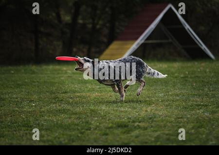 Hundefrisbee. Der australische Heiler läuft schnell durch ein Feld mit grünem Gras und jagt eine fliegende Untertasse. Das Tier versucht, die Scheibe mit seiner zu fangen Stockfoto