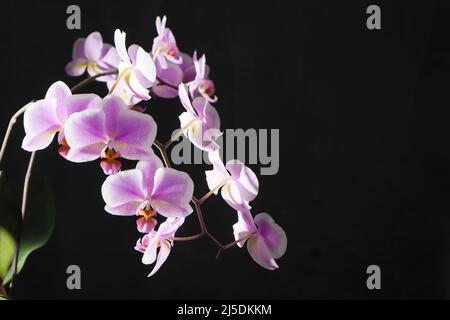 Orchideen lila-weiße Knospen. Orchidee auf dunklem Hintergrund. Phalaenopsis-Knospe. Ein Zweig von Blumen. Zarte Blume. Für Text platzieren. Kopierplatz im schwarzen Hintergrund. Stockfoto