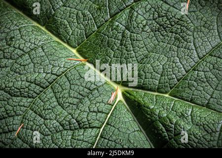 Die Nahaufnahme eines riesigen Rhabarberblattes sieht aus wie eine Drohnenansicht von grasbewachsenen Hügeln mit milchigen Flüssen und Bächen Stockfoto
