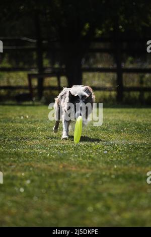 Hundefrisbee. Border Collie von Merle Farbe läuft schnell durch grünes Gras und versucht, mit fliegenden Untertasse aufzuholen. PET will die Scheibe mit t greifen Stockfoto