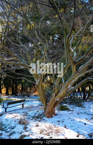 Frisches Staubwischen von Schneeteppichen Waldboden unter anmutigem Baum mit Ästen, die um den Sockel zu wirbeln scheinen. Parkbank ist in der Nähe. Stockfoto