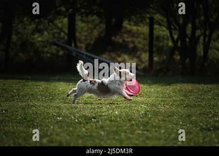 Hundefrisbee. Der drahthaarige Jack Russell Terrier macht Spaß beim Spielen auf dem Feld mit einer fliegenden Untertasse. Wettbewerbe von gezüchtigen Hunden aller Rassen.mit Stockfoto