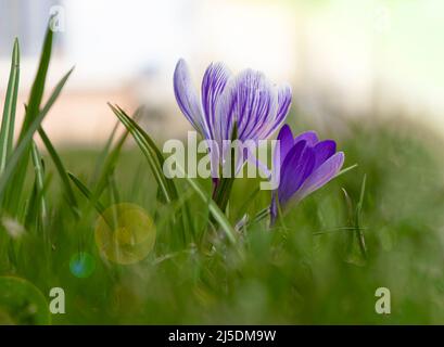 Krokusse hellviolette Blüten. Krokusknospe, der Kern der Blume wird beim Kochen verwendet. Safran. Grünes Gras im Frühlingsfeld. Stockfoto