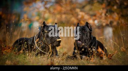 Italienische Mastiff Cane Corso posiert im Herbst Feld Stockfoto