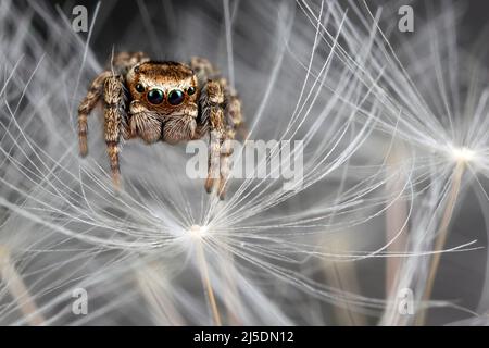 Springende Spinne auf dem weißen Sandelionenflaum Stockfoto