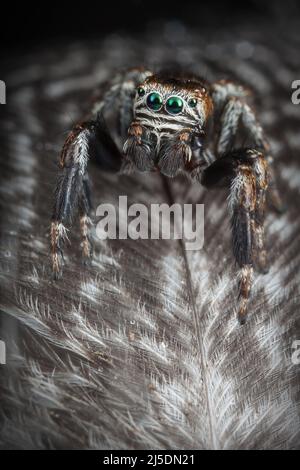 Springende Spinne auf den grau bunten Federn mit Wassertropfen Stockfoto