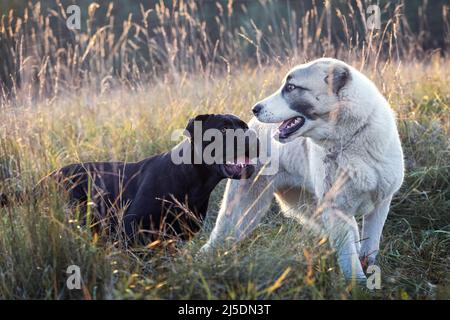 Zwei Hunde, schwarz und weiß, spielen freundlich auf der Wiese Stockfoto