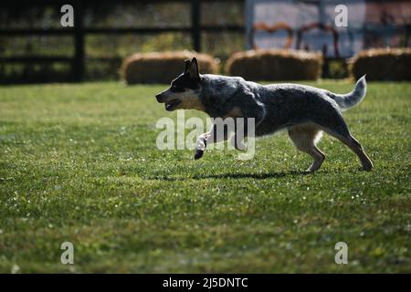 Der blaue australische Heeler läuft im Park schnell über das Feld und hat Spaß im Freien. Aktive energische Schäferrasse von mittelgroßen Hunden in Bewegung. Stockfoto