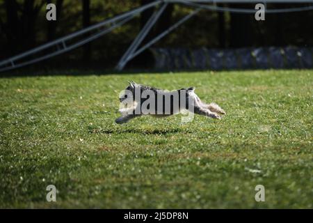 Der graue Miniatur-Schnauzer läuft im Park schnell über das Feld und hat Spaß im Freien. Eine aktive, energische Rasse von kleinen Hunden in Bewegung. Stockfoto