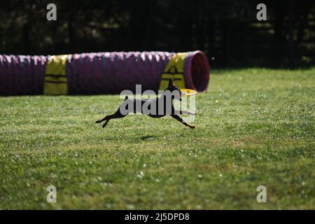 Hundefrisbee. Wettbewerbe von gezüchtigen Hunden aller Rassen. Miniatur Pinscher ist mit Spaß spielen auf dem Feld mit fliegenden Untertasse. Stockfoto