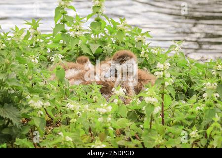 London, Großbritannien. 22. April 2022. Ein flauschiges ägyptisches Gänseguschen gucket schläfrig auf, während seine Geschwister heute in der Sonne am See im St. James Park, Westminster, schlummern. Ein Tag mit gemischtem Wetter und böigen Winden sah sowohl Sonnenschein als auch bewölktes Wetter in der Hauptstadt. Kredit: Imageplotter/Alamy Live Nachrichten Stockfoto