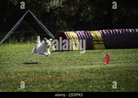 Hundefrisbee. Der drahthaarige Jack Russell Terrier läuft schnell durch grünes Gras und versucht, fliegende Untertasse mit Zähnen zu greifen. Wettbewerbe von Dextrous d Stockfoto