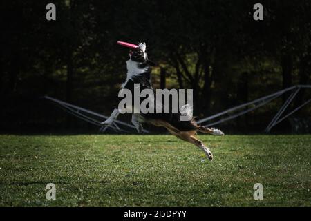 Hundefrisbee. Border Collie schwarz tricolor springt und fängt eine fliegende Untertasse im Flug mit seinem Mund. Das Tier greift die Scheibe mit den Zähnen. Competiti Stockfoto