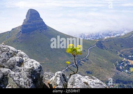 Coulter Busch (Hymenolepis crithmifolia) in Blüte am Tafelberg und Blick über Signal Hill und Kapstadt / Kaapstad, Westkap, Südafrika Stockfoto