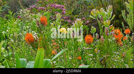 Bunte Blumen im Kirstenbosch National Botanical Garden am Fuße des Tafelbergs in Kapstadt / Kaapstad, Westkap, Südafrika Stockfoto