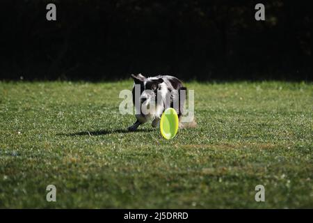 Hundefrisbee. Border Collie schwarz und weiß läuft schnell auf grünem Gras und versucht, fliegende Untertasse aufzuholen. PET will die Scheibe mit den Zähnen greifen. Stockfoto