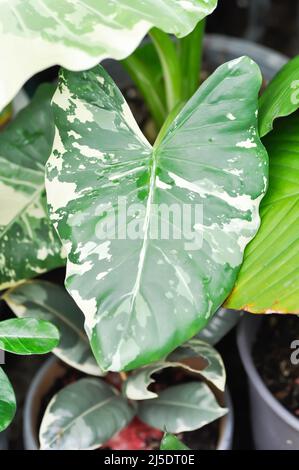 Alocasia, Alocasia macrorrhizos oder Alocasia Pflanze oder bicolor Alocasia oder bicolor Blatt Stockfoto