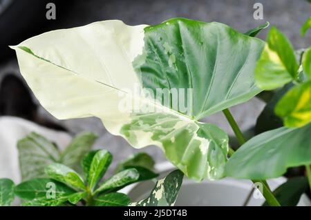 Alocasia, Alocasia macrorrhizos oder Alocasia Pflanze oder bicolor Alocasia oder bicolor Blatt Stockfoto