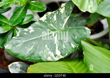 Alocasia, Alocasia macrorrhizos oder Alocasia Pflanze oder bicolor Alocasia oder bicolor Blatt Stockfoto