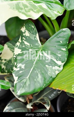 Alocasia, Alocasia macrorrhizos oder Alocasia Pflanze oder bicolor Alocasia oder bicolor Blatt Stockfoto