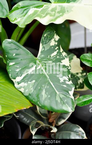 Alocasia, Alocasia macrorrhizos oder Alocasia Pflanze oder bicolor Alocasia oder bicolor Blatt Stockfoto