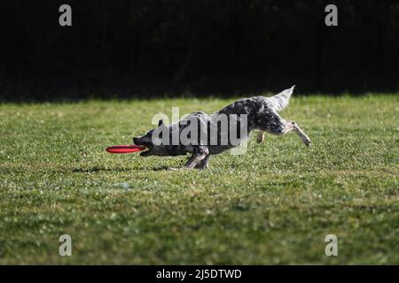 Hundefrisbee. Der australische Heiler läuft schnell durch ein Feld mit grünem Gras und jagt eine fliegende Untertasse. Das Tier versucht, die Scheibe mit seiner zu fangen Stockfoto