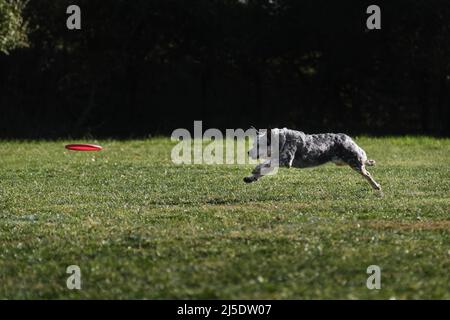 Hundefrisbee. Der australische Heiler läuft schnell durch ein Feld mit grünem Gras und jagt eine fliegende Untertasse. Das Tier versucht, die Scheibe mit seiner zu fangen Stockfoto