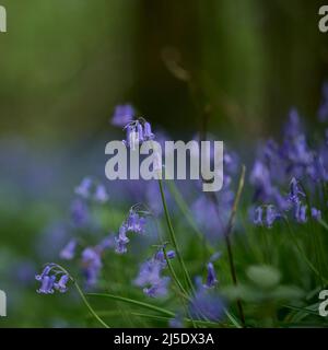 Die Bluebells von Blackbrook Wood Stockfoto