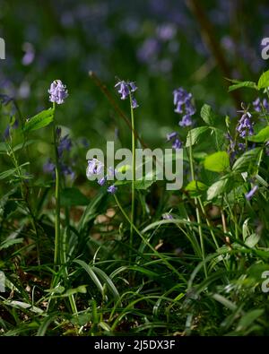 Die Bluebells von Blackbrook Wood Stockfoto