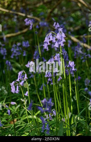 Die Bluebells von Blackbrook Wood Stockfoto