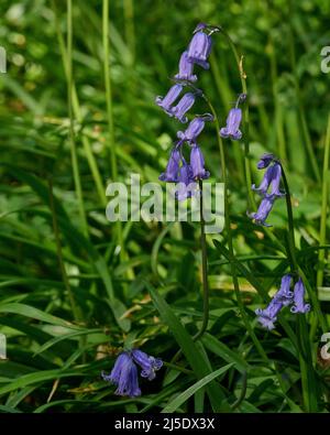 Die Bluebells von Blackbrook Wood Stockfoto