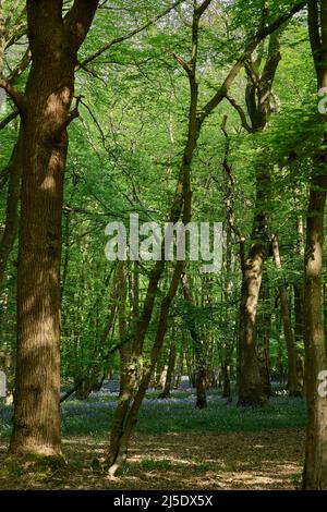 Die Bluebells von Blackbrook Wood Stockfoto