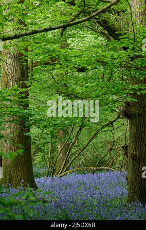 Die Bluebells von Blackbrook Wood Stockfoto