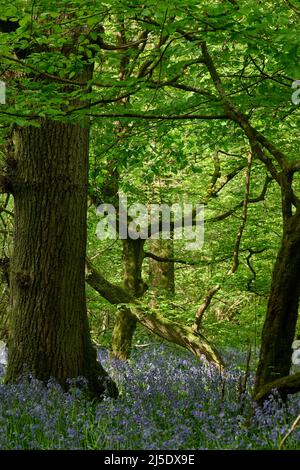 Die Bluebells von Blackbrook Wood Stockfoto