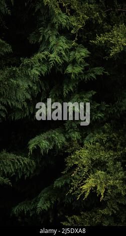 Dunkelgrüne Kiefernzweige vertikales Waldpanorama Stockfoto