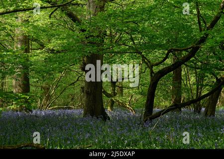 Die Bluebells von Blackbrook Wood Stockfoto