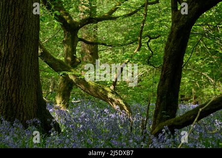 Die Bluebells von Blackbrook Wood Stockfoto