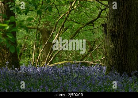 Die Bluebells von Blackbrook Wood Stockfoto